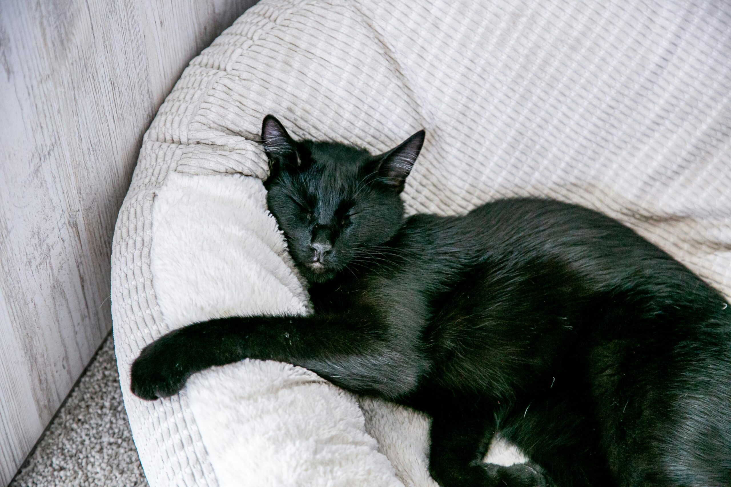 B2B Pet Water Fountain Trends 2026