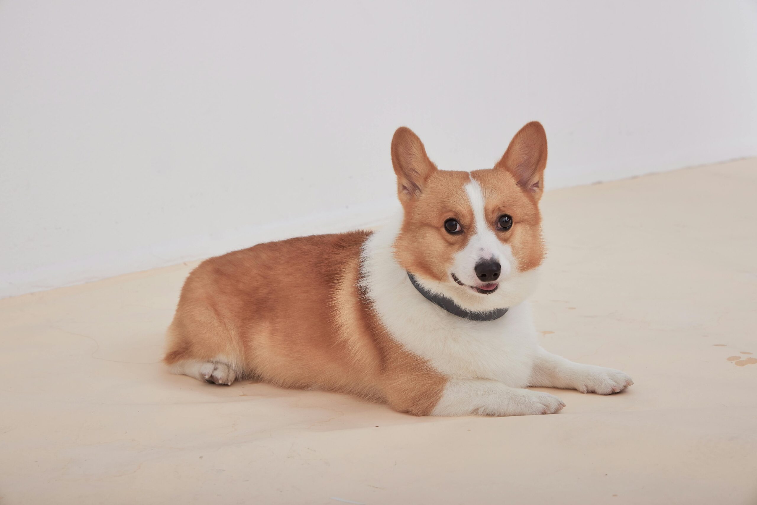 US Pet Bed Import Rules: Complete Compliance Guide